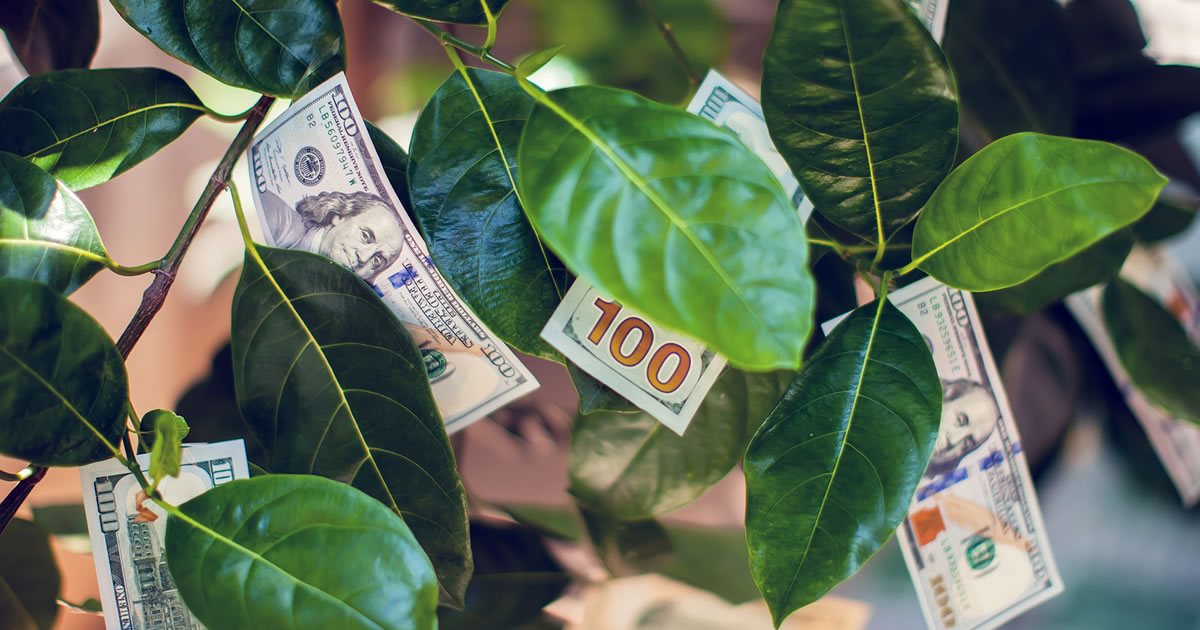 Money tree with dollar bills growing on leaves