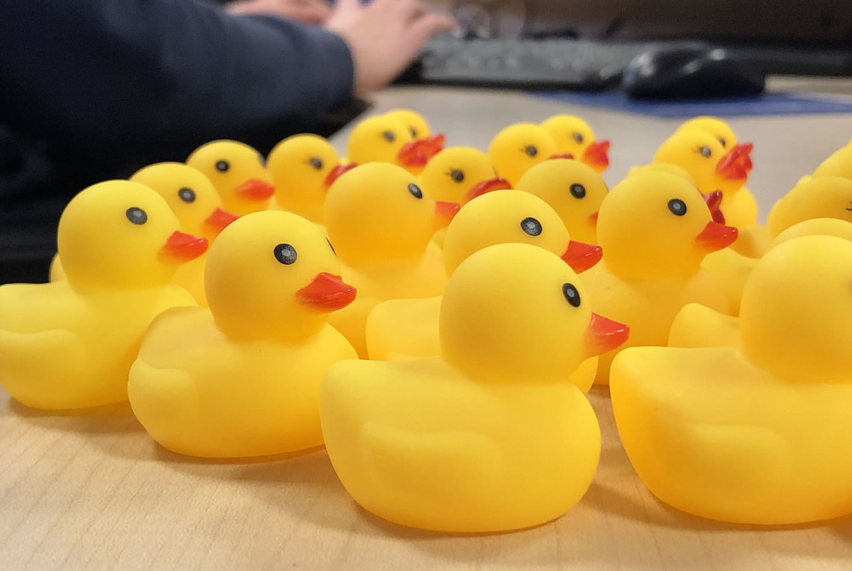 Yellow rubber ducks lined up in a row on desk next to business person typing at computer keyboard