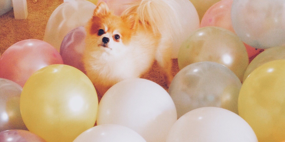 Cute dog in a sea of balloons