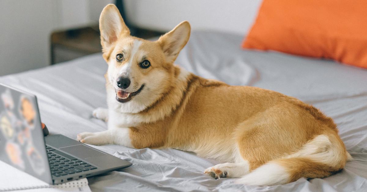 Corgi sitting on bed in front of a laptop