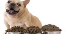 Photo of three full bowls of dog food in front of a French bulldog