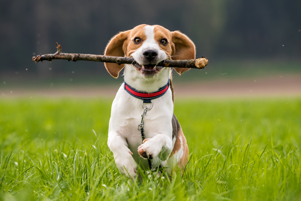 Beagle dog runing on grass with stick in it's mouth